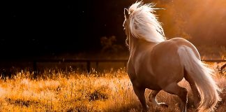 Fiinta care nu cuvanta Un calut